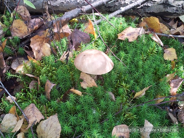 Осень. Грибная пора — Туризм и путешествия: фотоотчеты из поездок