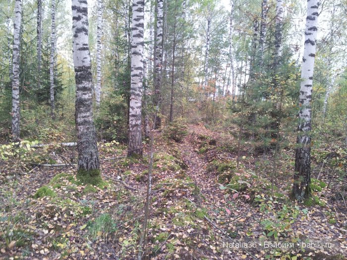 Осень. Грибная пора — Туризм и путешествия: фотоотчеты из поездок