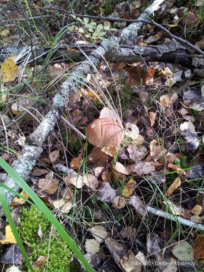 Осень. Грибная пора — Туризм и путешествия: фотоотчеты из поездок