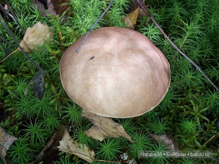 Осень. Грибная пора — Туризм и путешествия: фотоотчеты из поездок