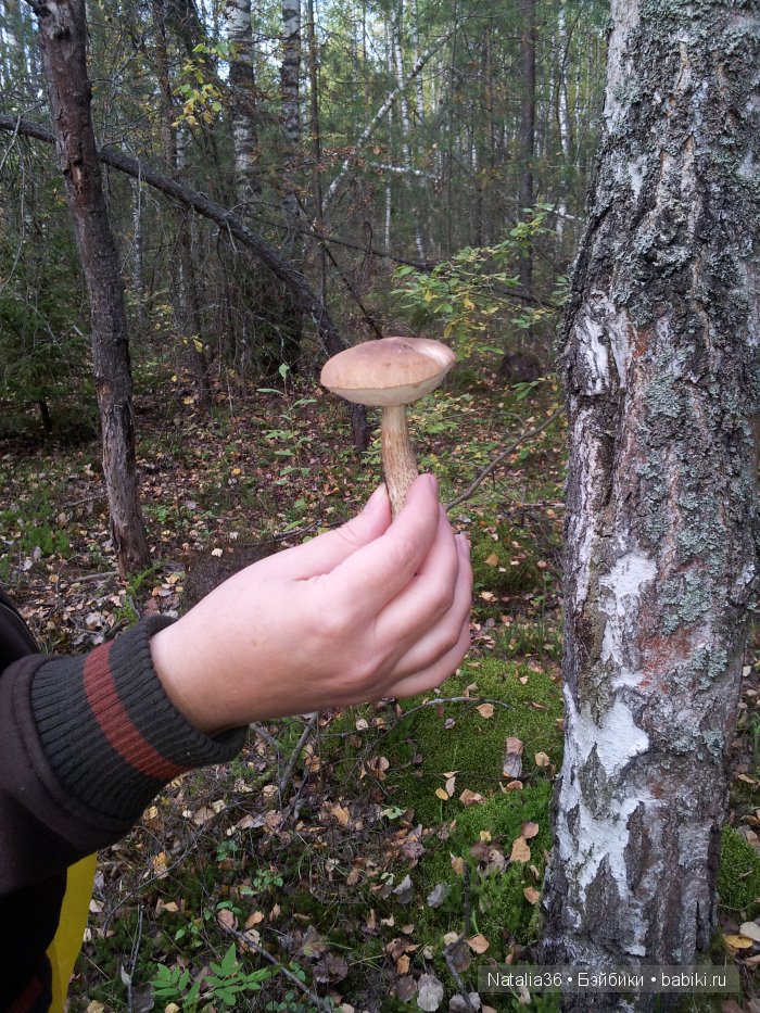 Осень. Грибная пора — Туризм и путешествия: фотоотчеты из поездок (фото 3)