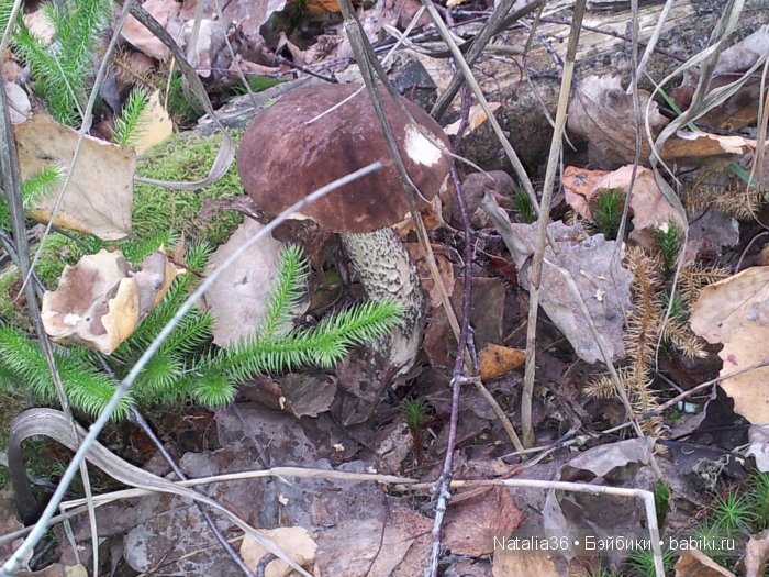 Осень. Грибная пора — Туризм и путешествия: фотоотчеты из поездок