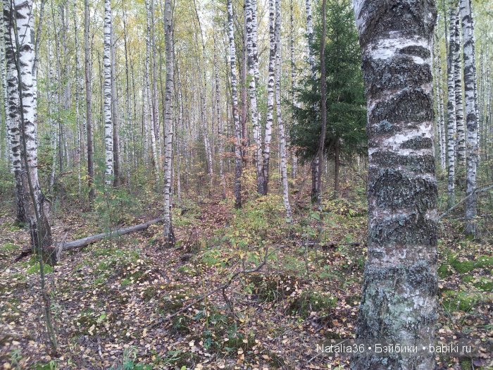 Осень. Грибная пора — Туризм и путешествия: фотоотчеты из поездок