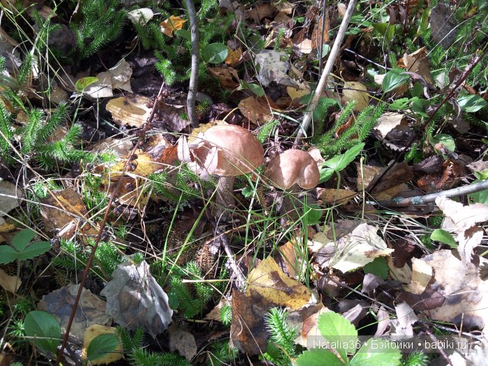 Осень. Грибная пора — Туризм и путешествия: фотоотчеты из поездок