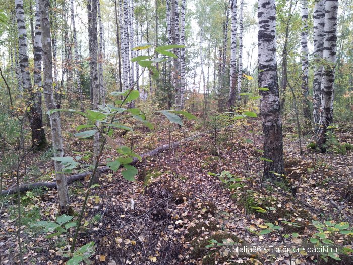 Осень. Грибная пора — Туризм и путешествия: фотоотчеты из поездок