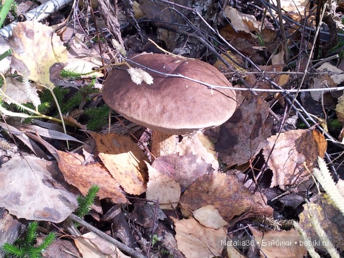 Осень. Грибная пора — Туризм и путешествия: фотоотчеты из поездок