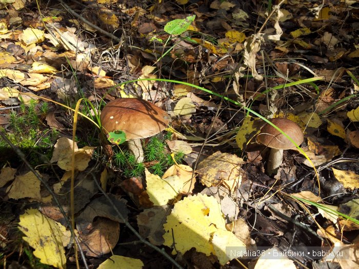 Осень. Грибная пора — Туризм и путешествия: фотоотчеты из поездок