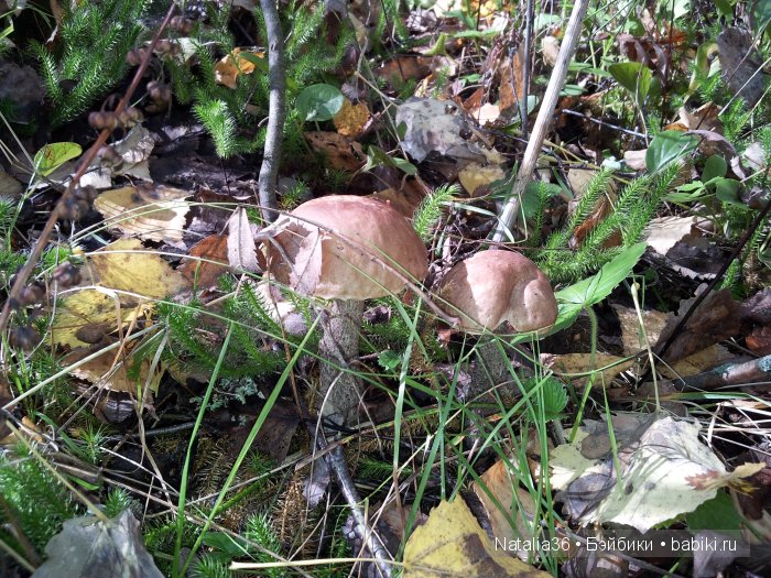 Осень. Грибная пора — Туризм и путешествия: фотоотчеты из поездок