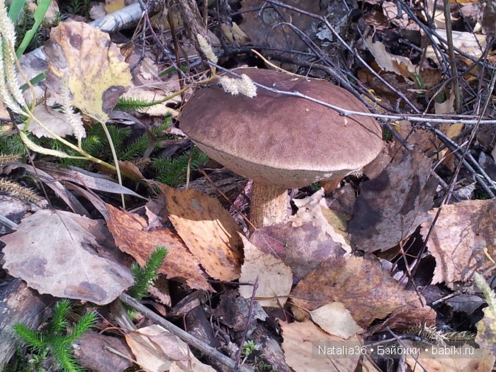 Осень. Грибная пора — Туризм и путешествия: фотоотчеты из поездок