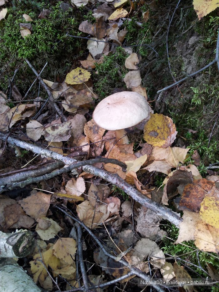 Осень. Грибная пора — Туризм и путешествия: фотоотчеты из поездок