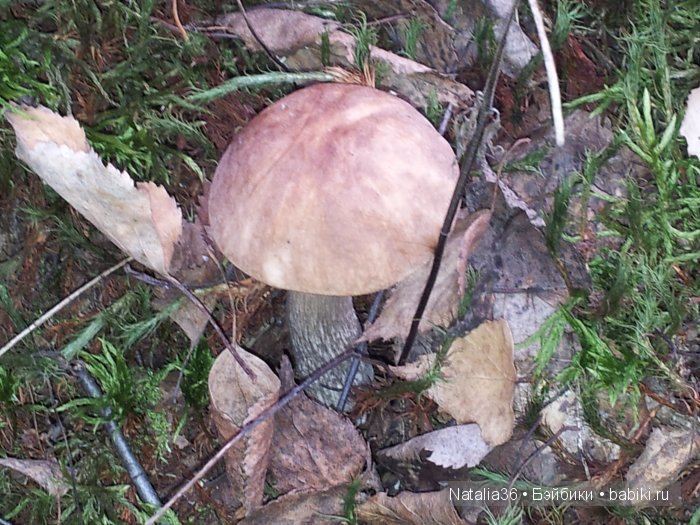 Осень. Грибная пора — Туризм и путешествия: фотоотчеты из поездок (фото 6)