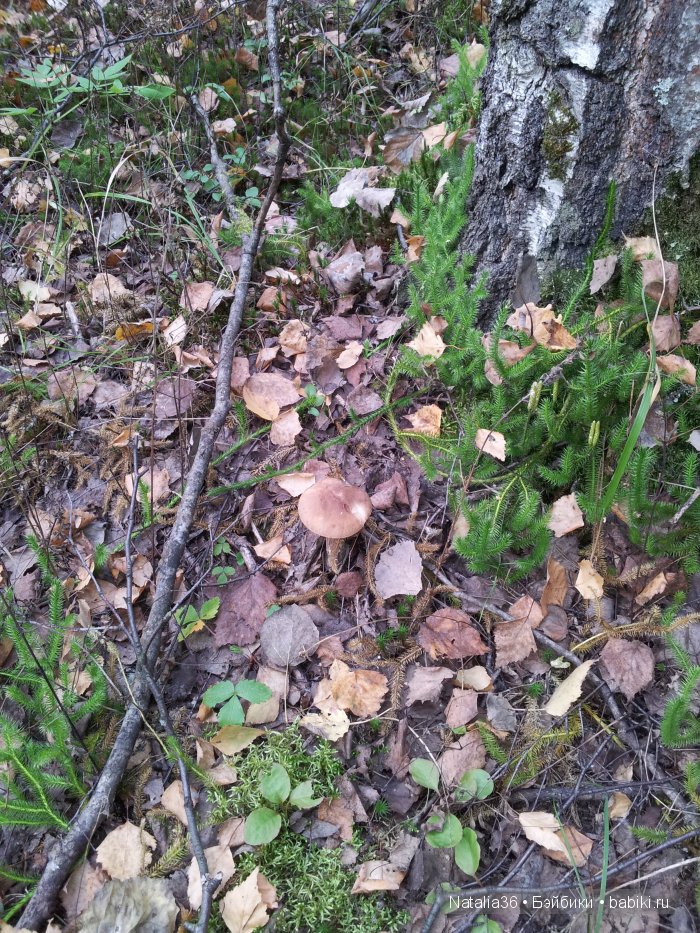 Осень. Грибная пора — Туризм и путешествия: фотоотчеты из поездок (фото 2)