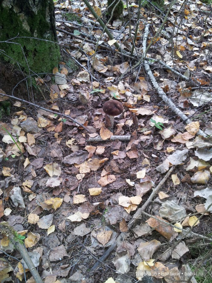 Осень. Грибная пора — Туризм и путешествия: фотоотчеты из поездок (фото 4)
