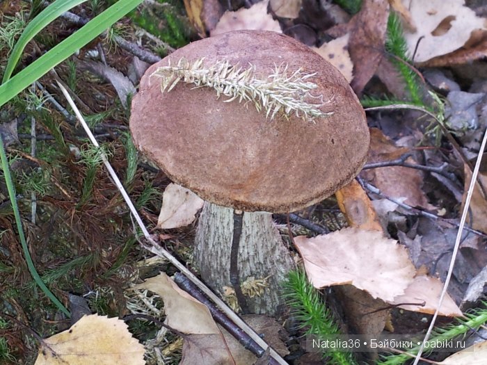 Осень. Грибная пора — Туризм и путешествия: фотоотчеты из поездок (фото 7)