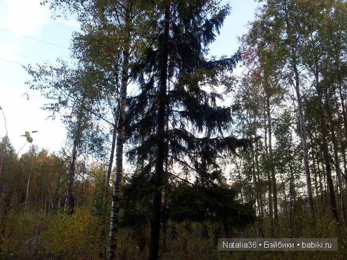 Осень. Грибная пора — Туризм и путешествия: фотоотчеты из поездок