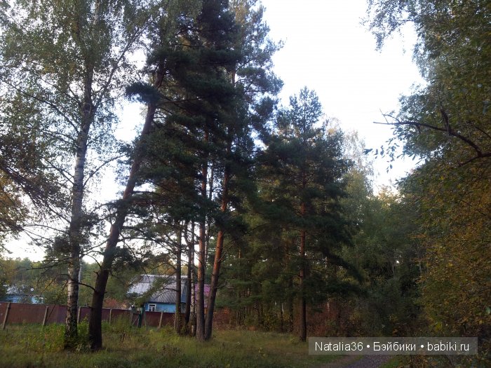 Осень. Грибная пора — Туризм и путешествия: фотоотчеты из поездок