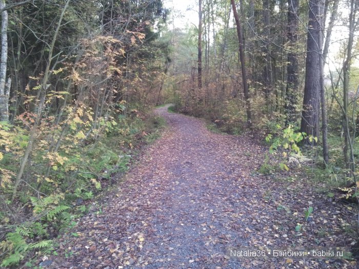 Осень. Грибная пора — Туризм и путешествия: фотоотчеты из поездок