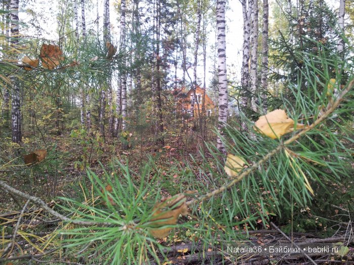 Осень. Грибная пора — Туризм и путешествия: фотоотчеты из поездок (фото 10)