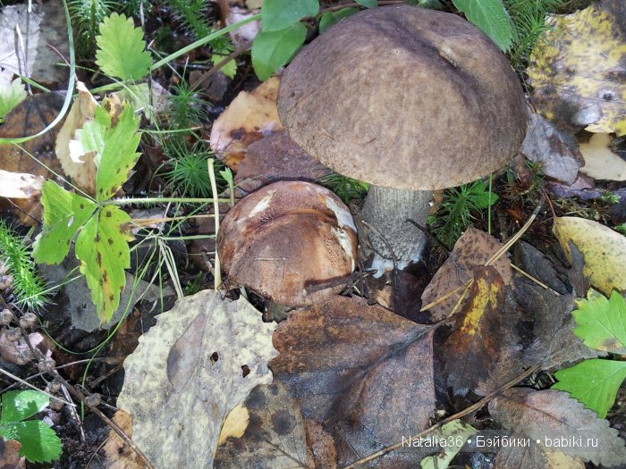 Осень. Грибная пора — Туризм и путешествия: фотоотчеты из поездок