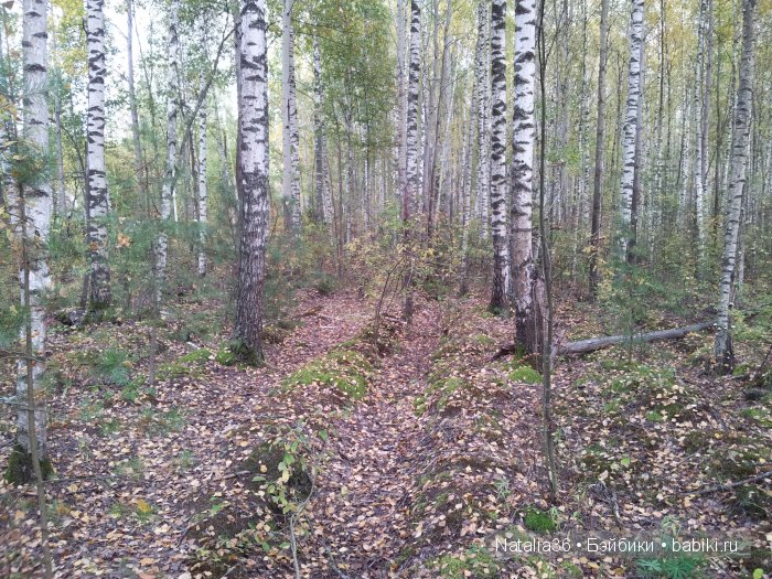 Осень. Грибная пора — Туризм и путешествия: фотоотчеты из поездок