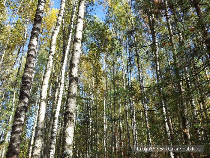 Осень. Грибная пора — Туризм и путешествия: фотоотчеты из поездок