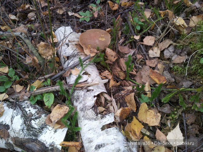 Осень. Грибная пора — Туризм и путешествия: фотоотчеты из поездок (фото 9)
