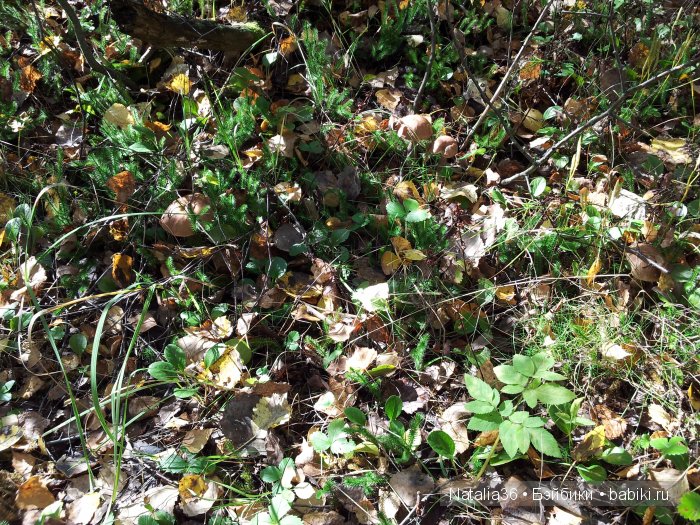 Осень. Грибная пора — Туризм и путешествия: фотоотчеты из поездок