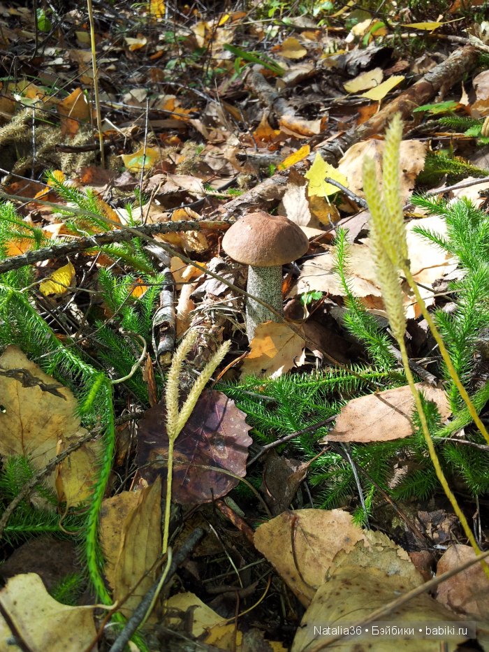 Осень. Грибная пора — Туризм и путешествия: фотоотчеты из поездок