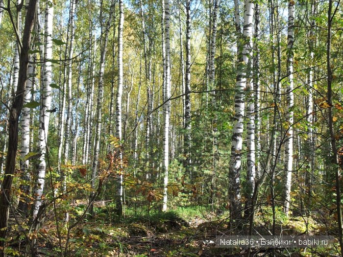 Осень. Грибная пора — Туризм и путешествия: фотоотчеты из поездок