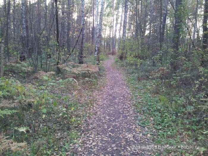 Осень. Грибная пора — Туризм и путешествия: фотоотчеты из поездок