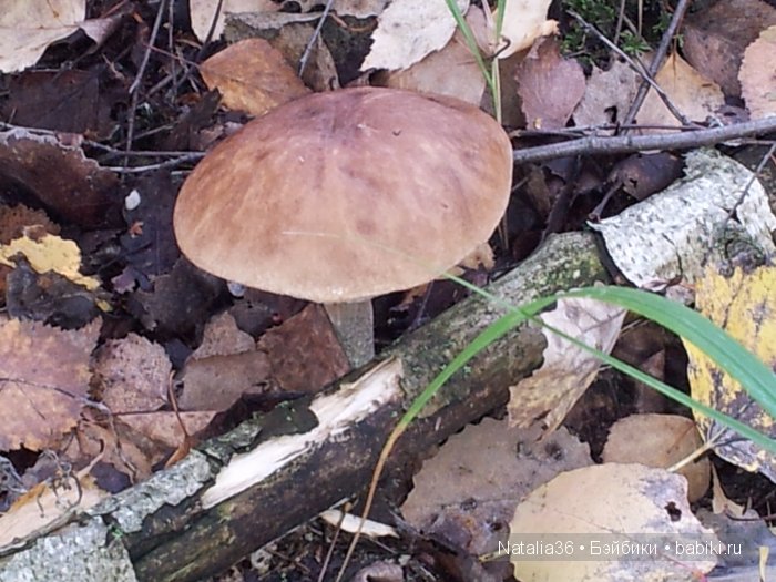 Осень. Грибная пора — Туризм и путешествия: фотоотчеты из поездок