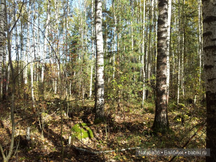 Осень. Грибная пора — Туризм и путешествия: фотоотчеты из поездок