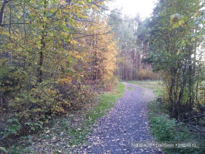 Осень. Грибная пора — Туризм и путешествия: фотоотчеты из поездок
