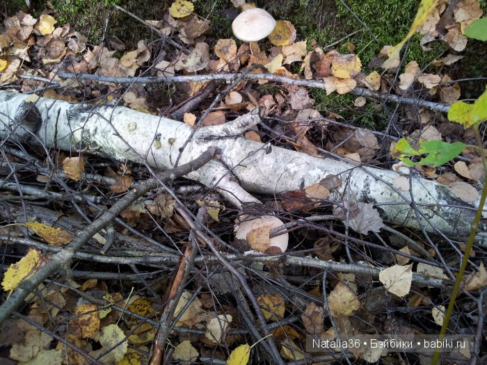 Осень. Грибная пора — Туризм и путешествия: фотоотчеты из поездок