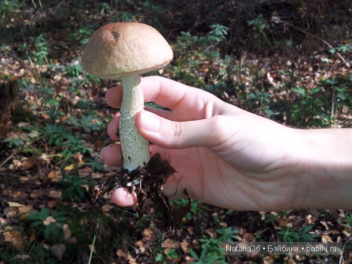 Осень. Грибная пора — Туризм и путешествия: фотоотчеты из поездок