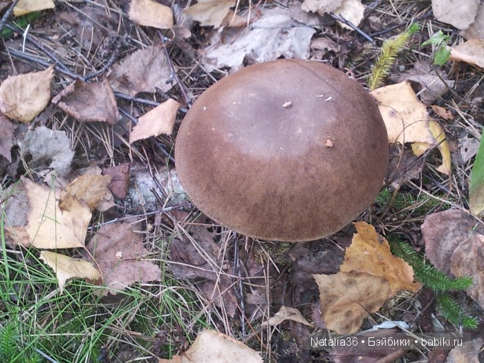 Осень. Грибная пора — Туризм и путешествия: фотоотчеты из поездок (фото 8)
