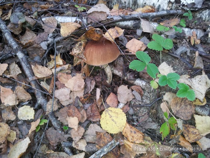 Осень. Грибная пора — Туризм и путешествия: фотоотчеты из поездок (фото 5)