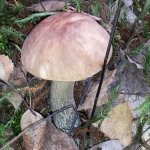 Осень. Грибная пора.