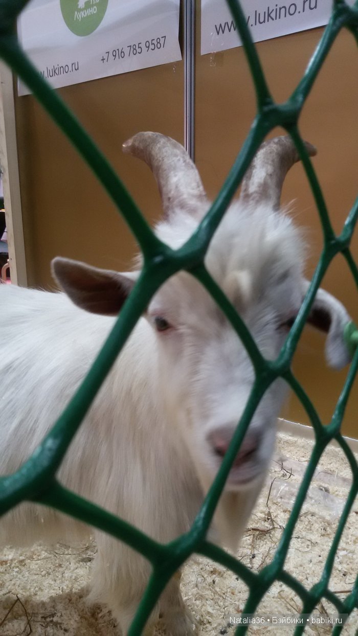 IX Гастрономический фестиваль «Фуд Шоу» в Сокольниках. Фотоотчет с выставки