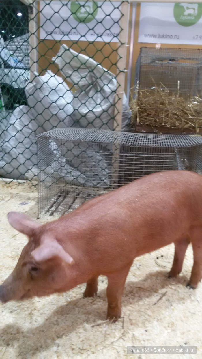 IX Гастрономический фестиваль «Фуд Шоу» в Сокольниках. Фотоотчет с выставки