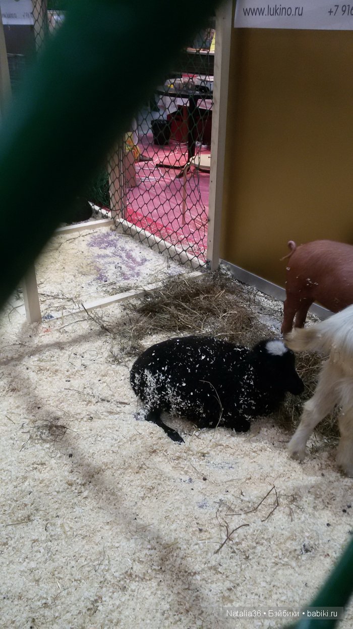 IX Гастрономический фестиваль «Фуд Шоу» в Сокольниках. Фотоотчет с выставки