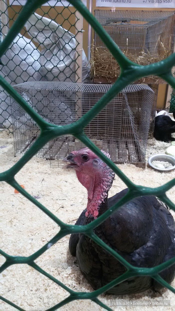 IX Гастрономический фестиваль «Фуд Шоу» в Сокольниках. Фотоотчет с выставки