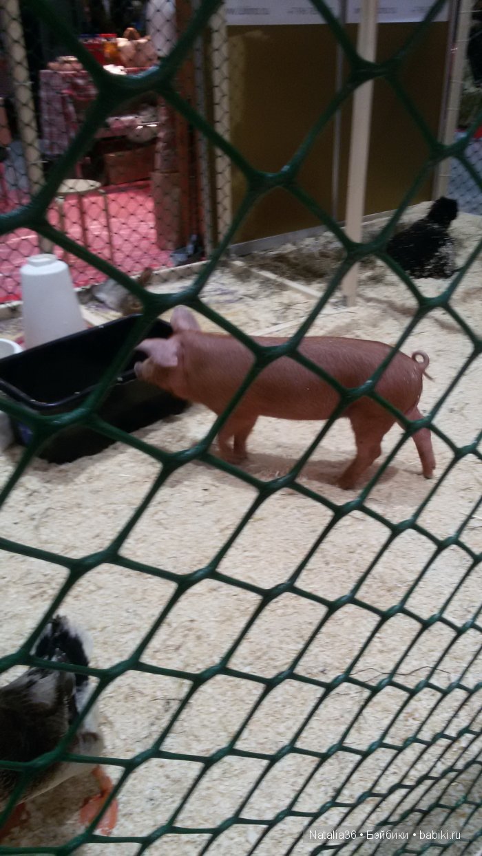 IX Гастрономический фестиваль «Фуд Шоу» в Сокольниках. Фотоотчет с выставки