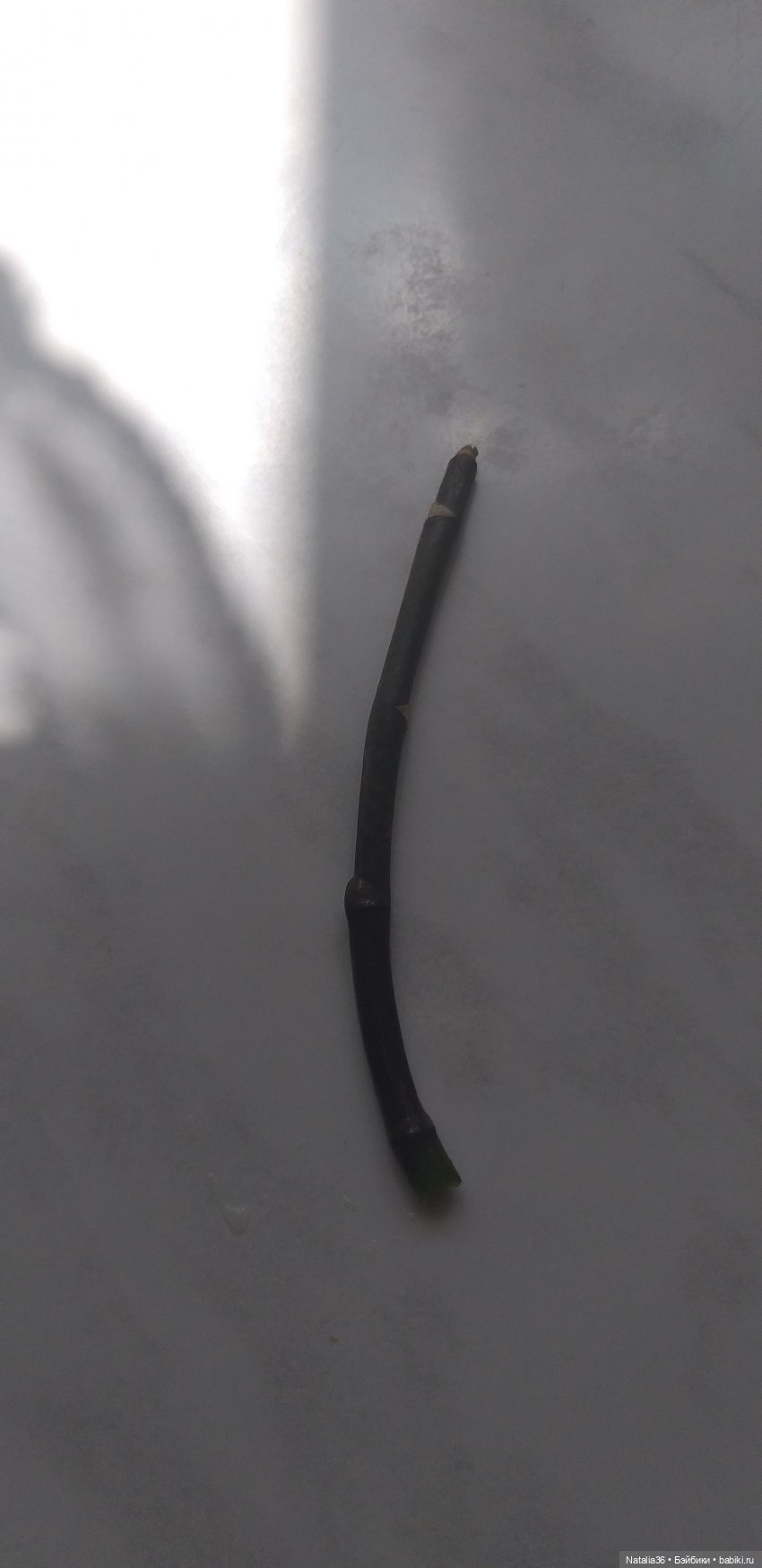 Вот такой цветонос с почкой я ставлю в стакан с водой