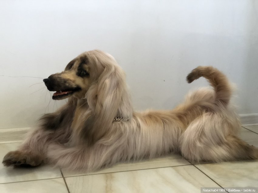 Афганская борзая в натуральную величину