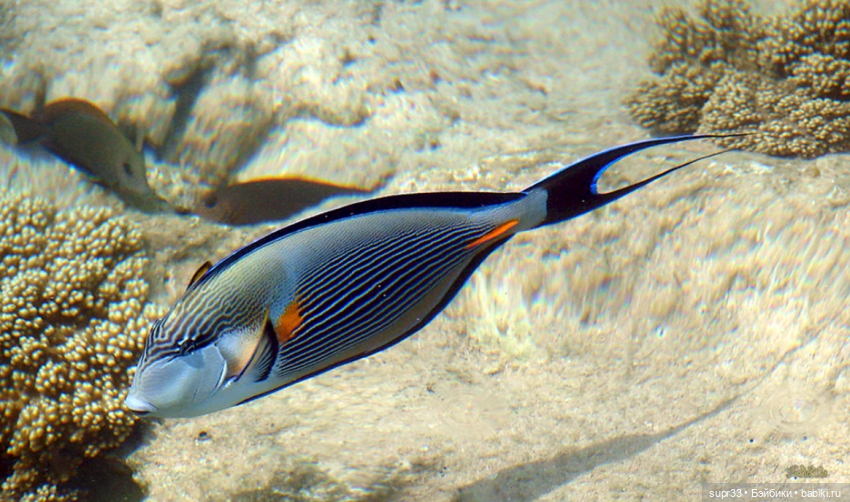 СОСЕДИ.Продолжение.Часть2. Морская прогулка