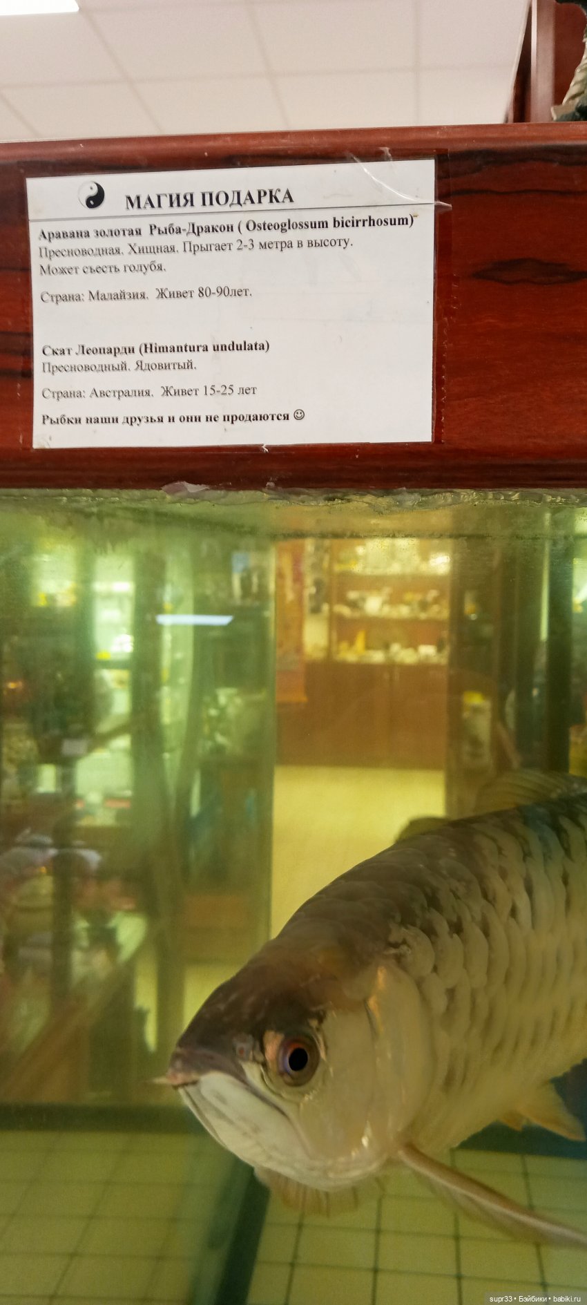 СОСЕДИ.Продолжение.Часть3. Неудачный побег (фото 10)