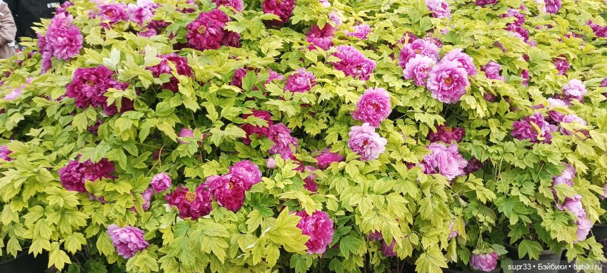 Путешествие в Китай.Лоян — Авторские миниатюрные куклы: лепка (фото 2)