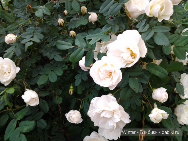 Мои "светлячки" Irrealdoll (фото 3)