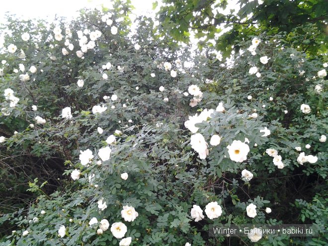 Мои "светлячки" Irrealdoll (фото 2)